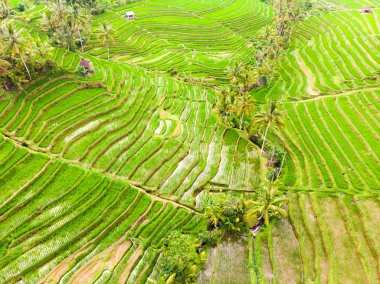 Jatiluwih pirinç terasları ve palmiye ağaçları ve yolları ile Bali, Endonezya, plantation dron görünümü.