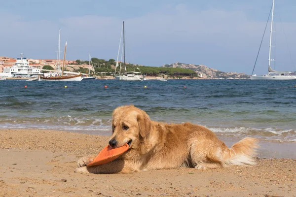 Golden Retriever grając z Frisbee na psy przyjazne plaży w pobliżu Palau, Sardynia, Włochy — Zdjęcie stockowe