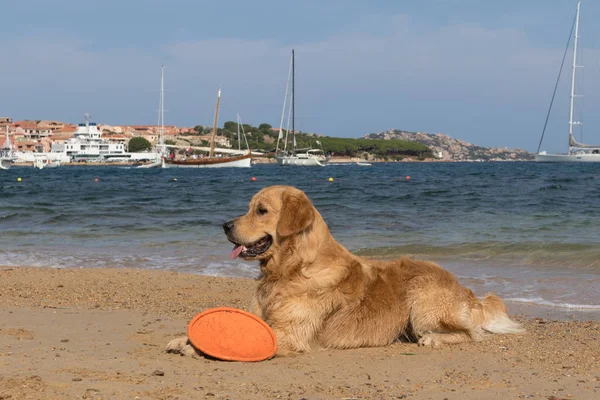 在意大利撒丁岛帕劳附近的狗友好海滩上玩飞盘的黄金猎犬 — 图库照片