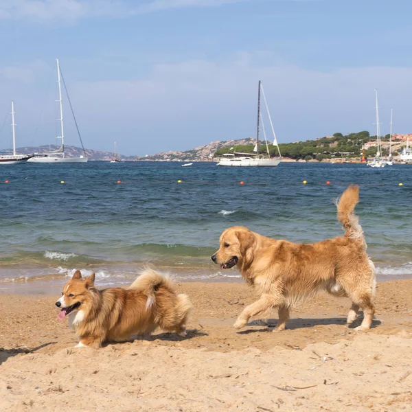 Grupa psów grających na przyjaznych psach plaży w pobliżu Palau, Sardynia, Włochy. — Zdjęcie stockowe