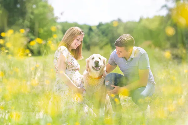 Mladý šťastný těhotný pár mazlení jeho zlatý retrívr pes venku na louce. — Stock fotografie