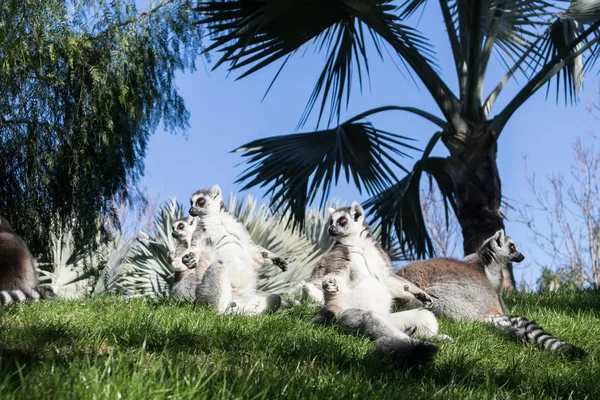 Lemurenfamilie sonnt sich im Gras. Der Ringschwanzmaki, Lemur catta, ist ein großer Strepsirrhein-Primat und der bekannteste Lemur aufgrund seines langen, schwarz-weiß beringten Schwanzes — Stockfoto