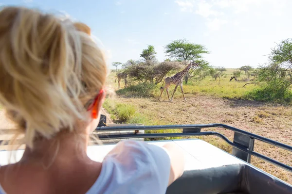 Mulher em safári de vida selvagem africano observando girafa pastando na savana de jipe de safári de telhado aberto — Fotografia de Stock