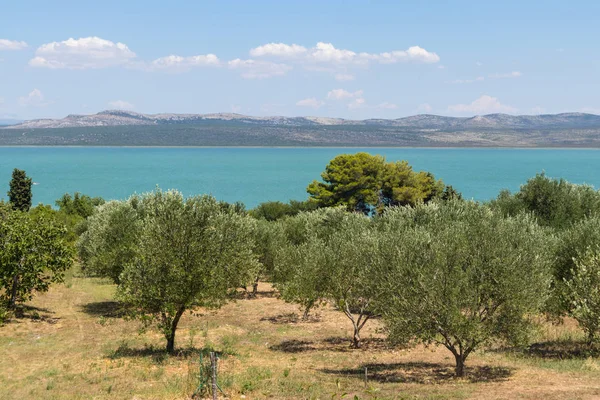 Olivenhaine rund um den See Vransko, Dalmatien, Kroatien — Stockfoto