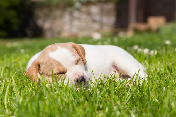 Niedlicher kleiner Welpe schläft im Gras. — Stockfoto