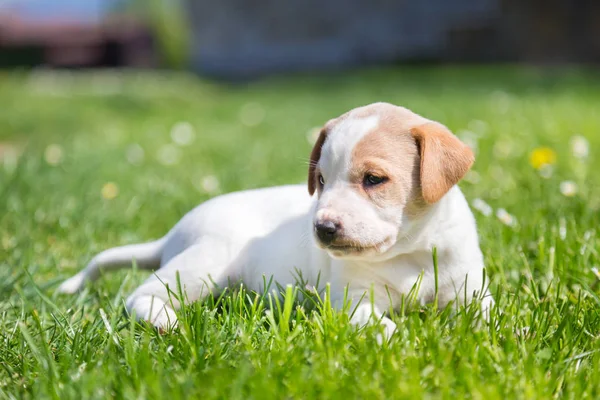 Cute mały pies szczeniak leżącego w trawie. — Zdjęcie stockowe