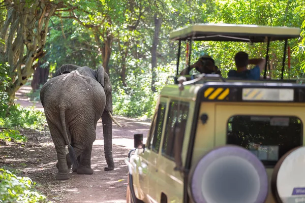 Elefante africano selvagem sendo observado pelo turista do jipe de telhado aberto no safári da vida selvagem . — Fotografia de Stock