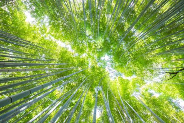 Ünlü turistik site Bambu ormanyemyeşil bitki örtüsü, Kyoto, Japonya.