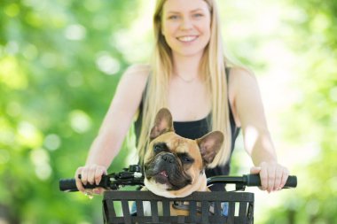 French bulldog dog enjoying riding in bycicle basket in city park clipart