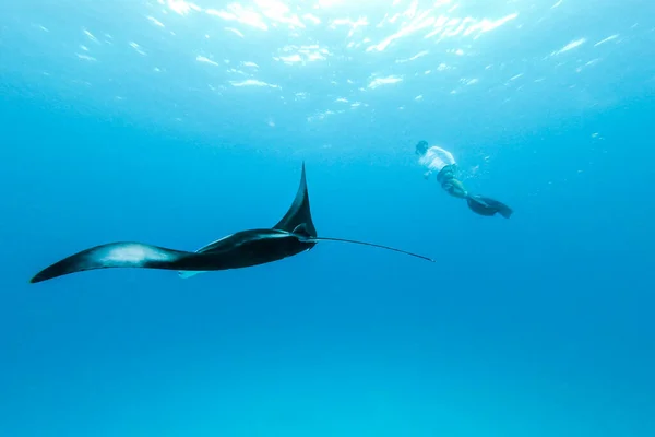 Underwater view of hovering Giant oceanic manta ray, Manta Birostris , and man free diving in blue ocean. Watching undersea world during adventure snorkeling tour on Maldives islands.