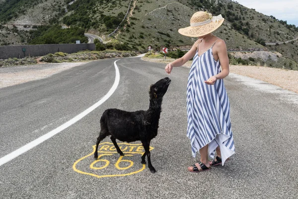 Молодая привлекательная женщина в полосатом летнем платье и соломенной шляпе стоит на бесконечной прямой пустой дороге в середине нигде на трассе 66 и кормит паршивых овец. — стоковое фото