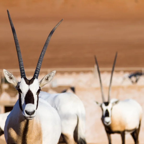 Large antelopes with spectacular horns, Gemsbok, Oryx gazella, in Oman desert — Stock Photo, Image