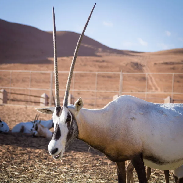Grandes antílopes con cuernos espectaculares, Gemsbok, Oryx gazella, criados en cautiverio en el desierto de Omán . —  Fotos de Stock