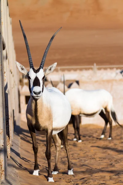 Grandes antílopes con cuernos espectaculares, Gemsbok, Oryx gazella, criados en cautiverio en el desierto de Omán . — Foto de Stock