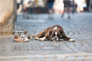 Güzel Alman boksör köpeği kırmızı yakalı, sokakta yatıp sahiplerini koruyor.