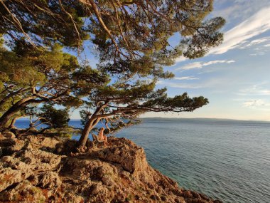 Dalgın bir kadın tatil yapıyor, büyük bir çam ağacının altında oturuyor ve dinleniyor mavi denizin kenarında, Brela, Makarska bölgesinde güzel gün batımının tadını çıkarıyor, Dalmaçya, Hırvatistan