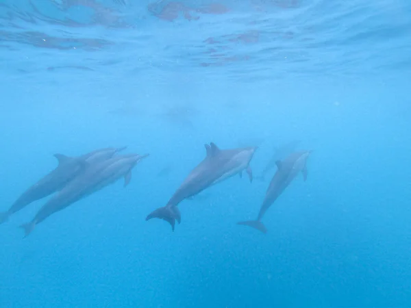 Troupeau de dauphins jouant dans l'eau bleue près de l'île de Mafushi, Maldives — Photo