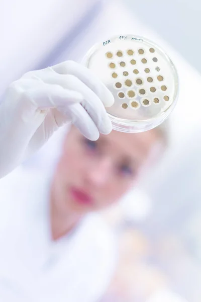 Wetenschapper groeiende bacteriën in petrischalen op agargel als onderdeel van wetenschappelijk experiment. — Stockfoto