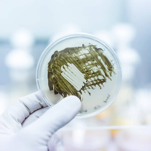 Bilimadamı, bilimsel deneyin bir parçası olarak petri kabında tarım jeli üzerinde bakteri yetiştiriyor.. — Stok fotoğraf
