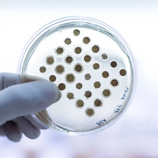 Wissenschaftler züchten Bakterien in Petrischalen auf Agar-Gel als Teil eines wissenschaftlichen Experiments. — Stockfoto