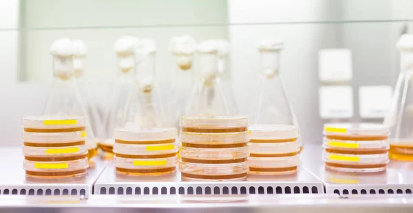 페트리 접시에 있는 LB 가 이거의 세포 배양 샘플과 라미나 르 흐름에 있는 Erlenmeyer flask. 생물학자들은 질그릇을 사용하여 세포, 곰팡이, 균류 , 박테리아 혹은 작은 이끼 식물을 배양 한다 — 스톡 사진