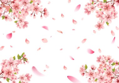 Kiraz çiçeği sakura çerçeve beyaz arka plan üzerinde