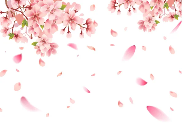 Cherry Blossom Sakura Vit Bakgrund — Stock vektor