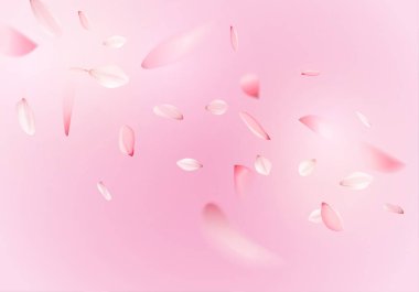 Pembe sakura çiçek yaprakları