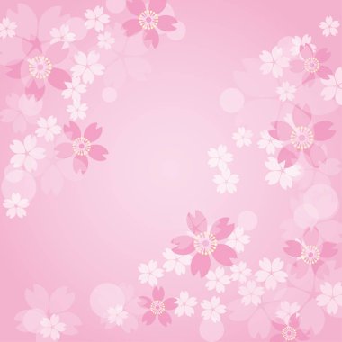 Pembe bir arka plan üzerinde pembe sakura 
