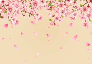 Kiraz çiçeği sakura altın arka plan üzerinde