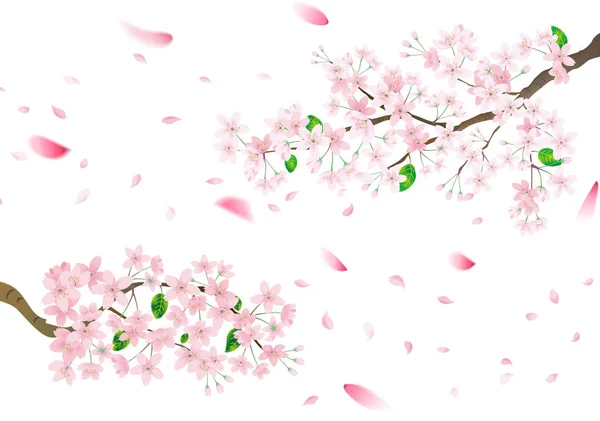 Fleur sakura rose et pétales volants — Image vectorielle