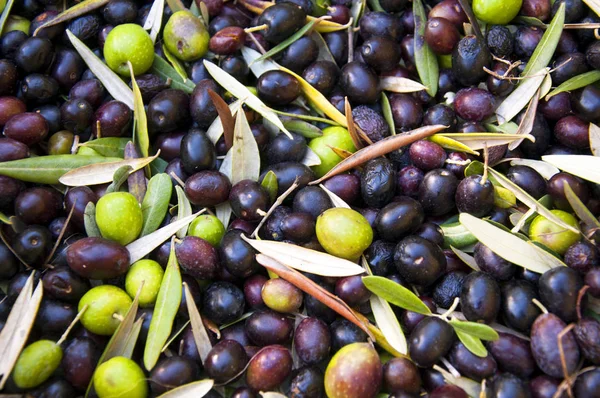 Olive harvesting in Italy