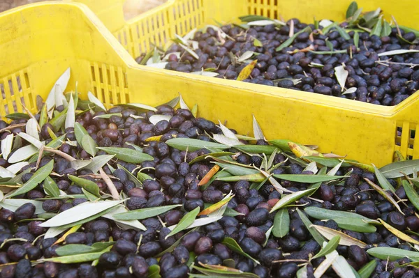 Harvested fresh olives in a field