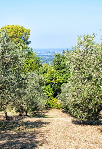 Olive orchard in Tuscany, Italy
