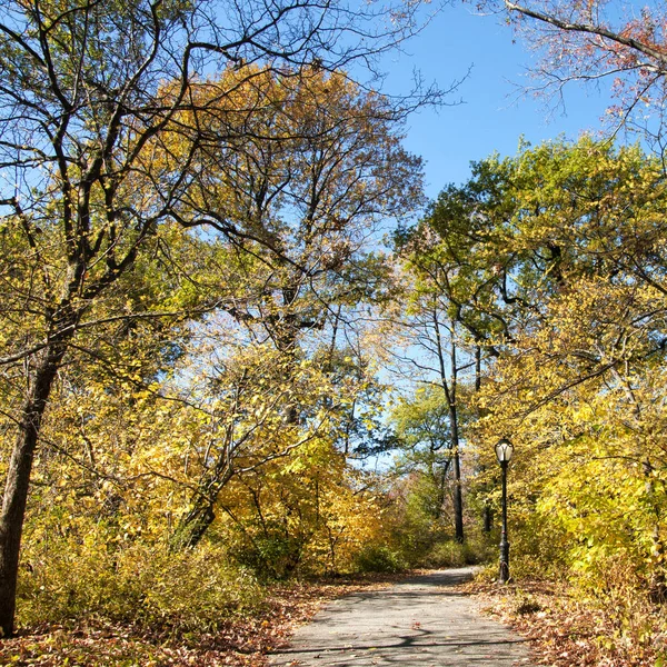 Lush foliage at Central Park, New York City