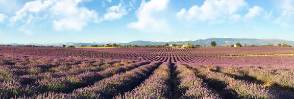 Panoramic view of lavender fields at Plateau de Valensole, Provence, southern France
