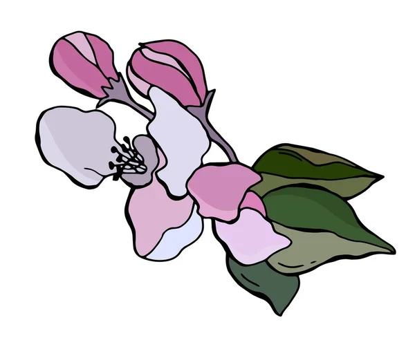 Pommier Fleurs Feuilles Vertes Fleurs Roses Élément Vectoriel Isolé Sur — Image vectorielle