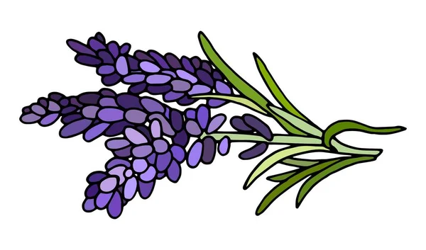 Fleurs Vectorielles Dessinées Main Lavande Bouquet Printemps Style Dessin Animé — Image vectorielle