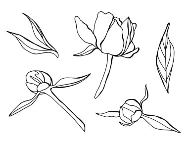 Doğrusal şakayık renk seti. Çiçek, tomurcuk, yapraklar. Beyaz arka plan, tecrit. Stok illüstrasyonu.