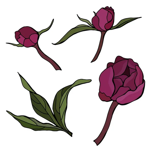Conjunto Peonías Verano Flores Color Rojo Oscuro Para Diseño Fondo — Vector de stock
