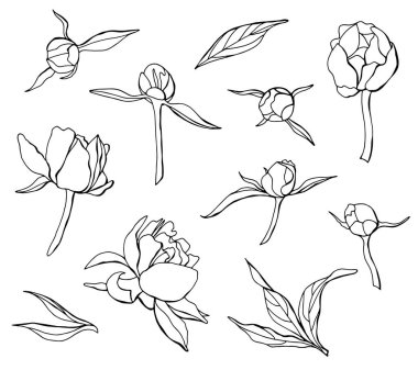 Doğrusal şakayık seti. Çiçekler, yapraklar ve tomurcuklar. Beyaz arka plan, tecrit. Stok illüstrasyonu.