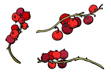 Frenk üzümlü Sprigs. Çizgi film tarzı beyaz arka plan, yalıtkan. Stok illüstrasyonu.