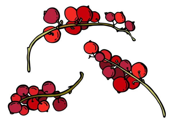 Hromádky Červeného Rybízu Berry Usadila Bílém Pozadí Stock Illustration — Stockový vektor