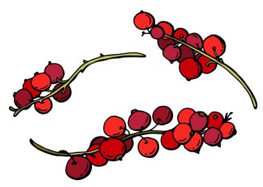 Frenk üzümü seti. Beyaz arka planda olgun çilek. Çizgi film tarzı. Stok illüstrasyonu.