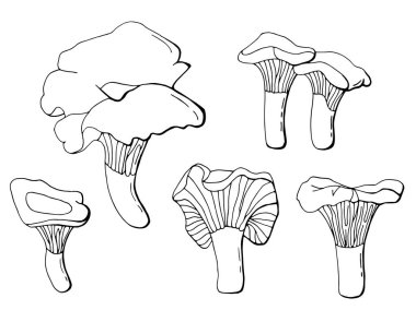 Siyah ve beyaz mantar seti. Beyaz arka plan, izolatör. Çizgi çalışması. Stok illüstrasyonu.