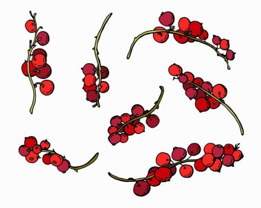  Frenk üzümü seti. Beyaz arka plan, izolatör. Çizgi film tarzı. Stok illüstrasyonu.