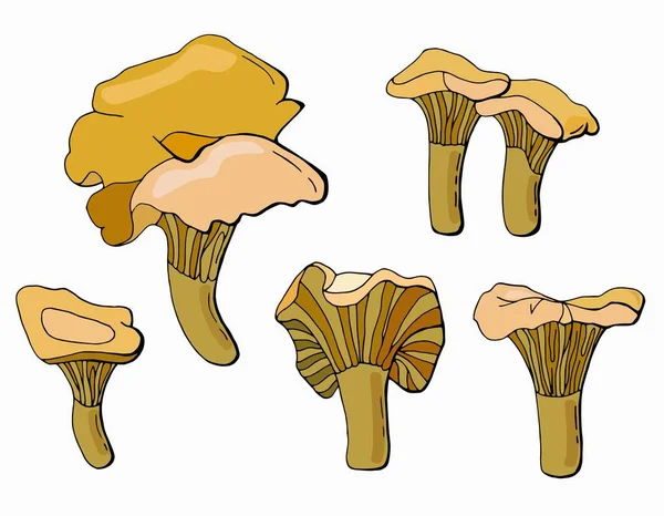 Conjunto Cogumelos Chanterelle Desenhados Mão Fundo Branco Isolador Ilustração Das — Vetor de Stock
