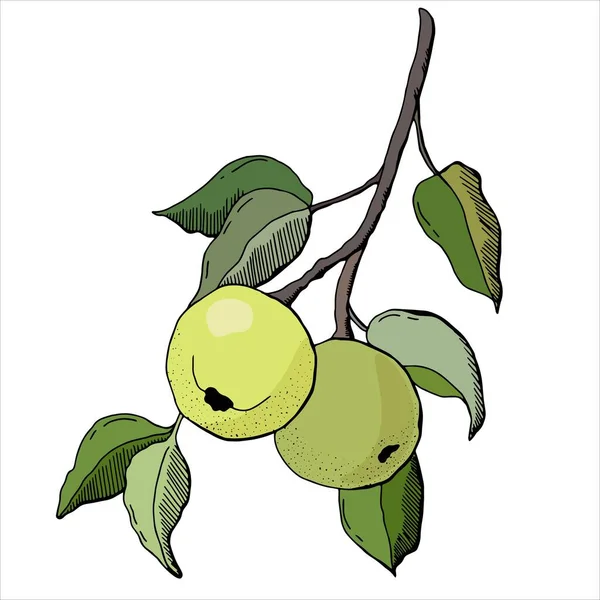 Handgezeichneter Zweig Mit Äpfeln Auf Weißem Hintergrund Archivbild — Stockvektor