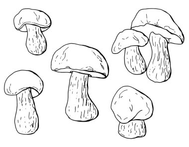 Beyaz mantar. Beyaz izole arkaplanda sonbahar grafiği. Çizgi çalışması. Stok illüstrasyonu.