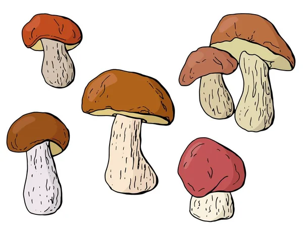 Cep Ensemble Automnal Champignons Cartoon Style Fond Blanc Isolateur Illustration — Image vectorielle